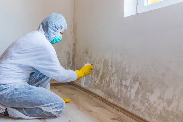 Licensed Basement Mold Remediation service in Byron Center, MI - Car Mold Remediation