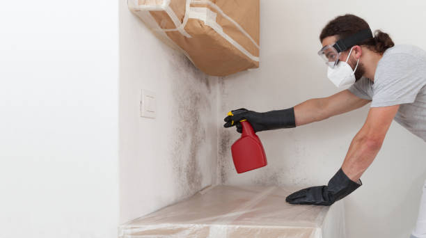 Professional Basement Mold Remediation technician working in Byron Center, MI