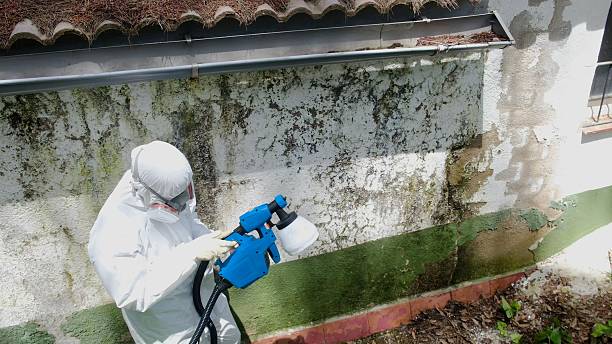 Top rated local Basement Mold Remediation specialists in Byron Center, MI